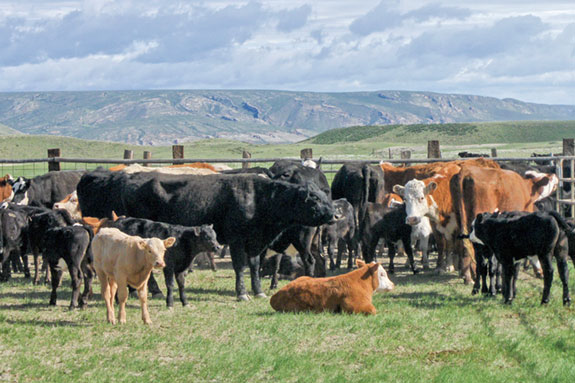 Cows in corral while calves are branded