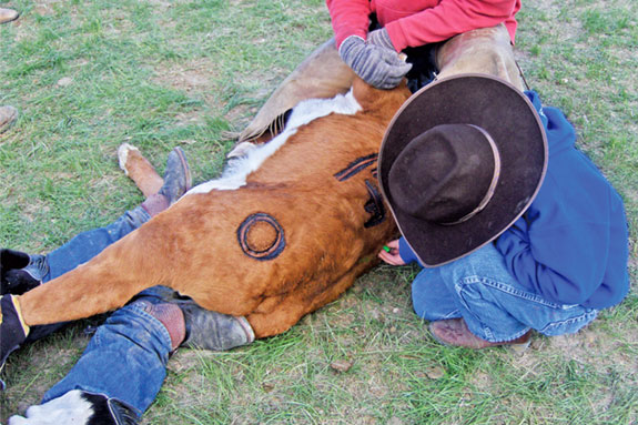 Little cowboy marks already branded calves