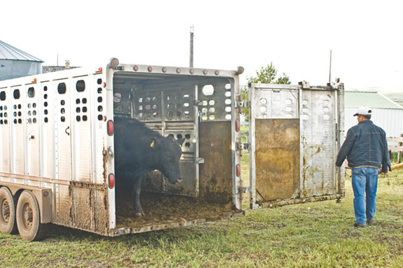 livestock trailer