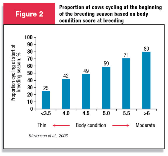 Proportion of cows cycling by the beginning of the breeding season based on body condition score at breeding