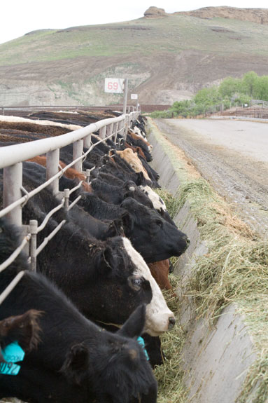 Cattle at the feed bunk