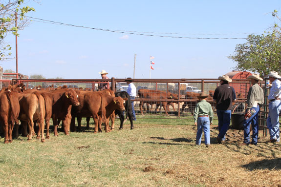 Visitors to the R.A. Brown Ranch look over a pen of heifers