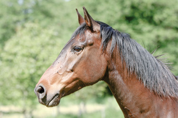 Horse with ears forward