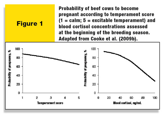 Figure 1: Probability of beef cows to become pregnanat according to temperament score and blood cortisol concentrations assessed at the beginning of the breeding season.