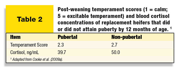 Table 2: Post-weaning temperament scores and blood cortisol concentrations of replacement heifers that did or did not attain puberty after 12 months of age. 