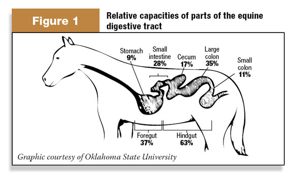Figure 1: Relative capacities of the parts of the horse