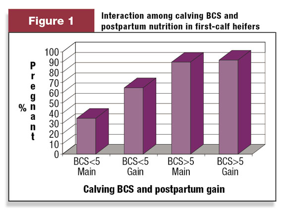 Figure 1: Interaction among calving BCS and postpartum nutrition in first-calf heifers