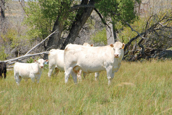 Charolais cow herd