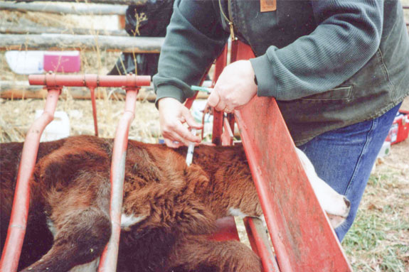 Vaccinating the calf on a calf table