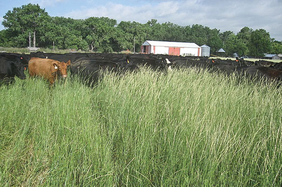 Randy Holmquist's cattle grazing