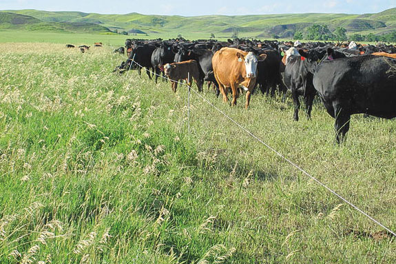Mob grazing contained with polywire fence