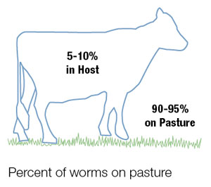 Percent of worms on pasture