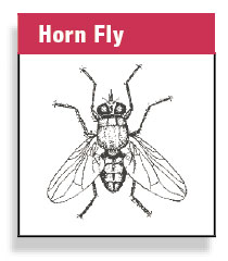 Horn Fly