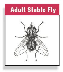 Adult Stable Fly