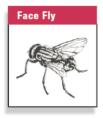 Face Fly
