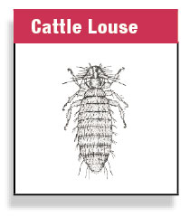 Cattle Louse