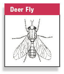 Deer Fly