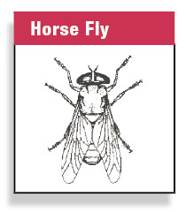 Horse Fly
