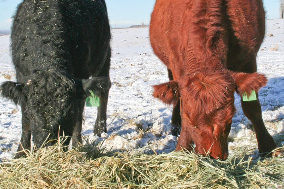 Two calves in the snow