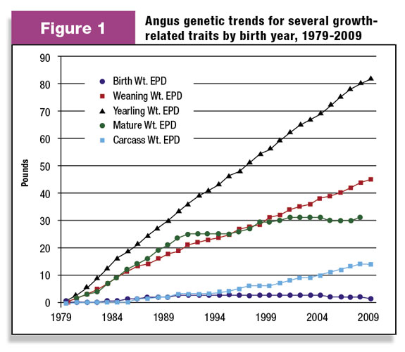 Angus genetic trends for several growth-related traists by birth year