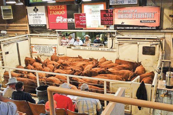 Gill Red Angus's being showed at Calf buyback program