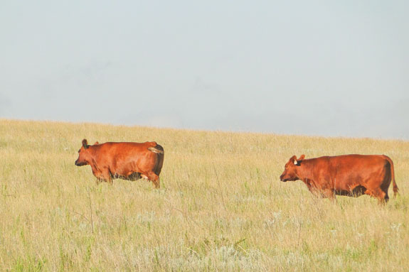 Two mother Gill Red Angus cows