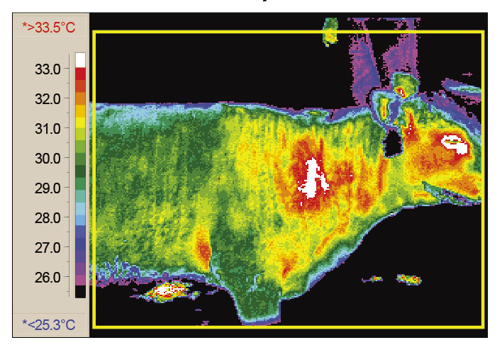 A thermographic image of a cow, showing a hot spot on the neck where an injection had occurred.
