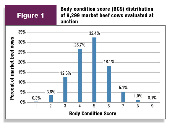 Figure 1: Body condition score distribution of 9299 market beef cows evaluated at auction