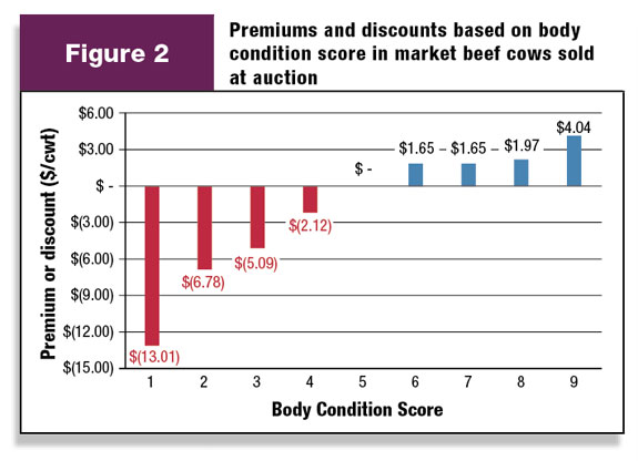 Figure 2: Premiums and Discounts based on body condition score in market beef cows sold at auction