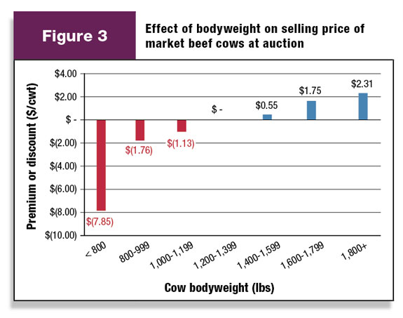 Figure 3: Effect of bodyweight on selling price of market beef cows at auction