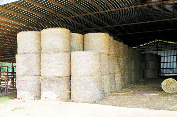 Stacked round bales in a barn