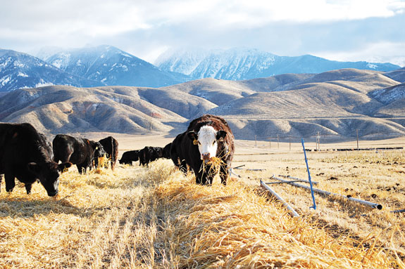 Heifers grazing test plots in late fall