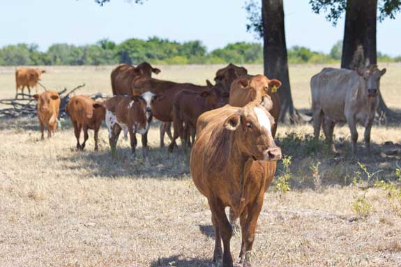 Cattle in drought