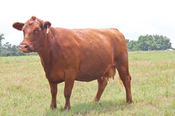 Red Angus Cow