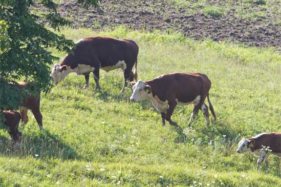 Weaning calves grazing