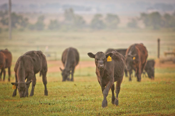 Aristocrat bull calves in the pasture