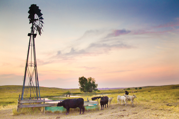 1Cows around a windmill-powered watering hole