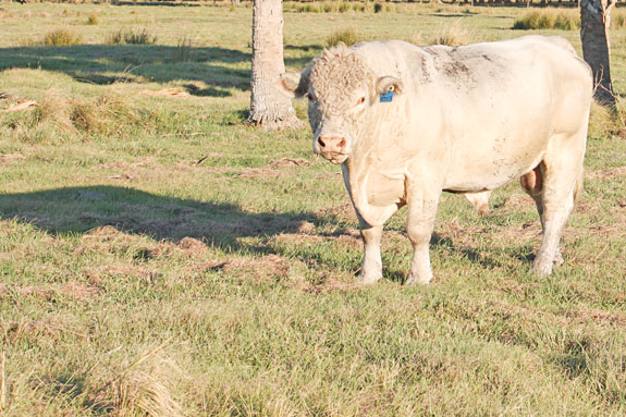 A white bull in a sere field