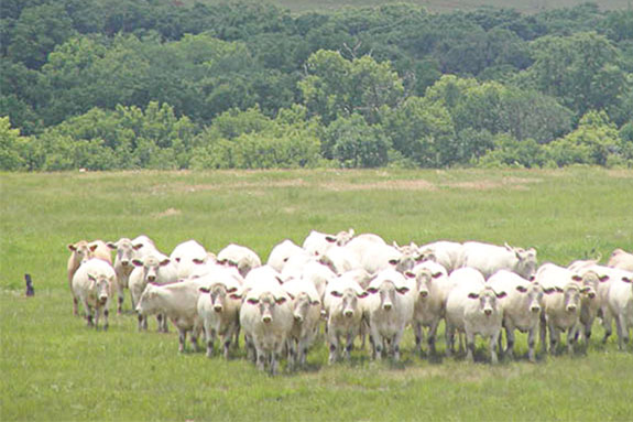 A herd of white cattle