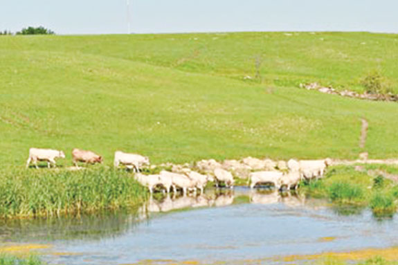 Cows cross a creek
