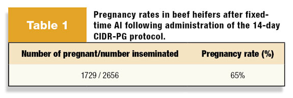 Table 1: After a 14-day CIDR-PG protocol, pregnancy rates from fixed-time AI were 65%.