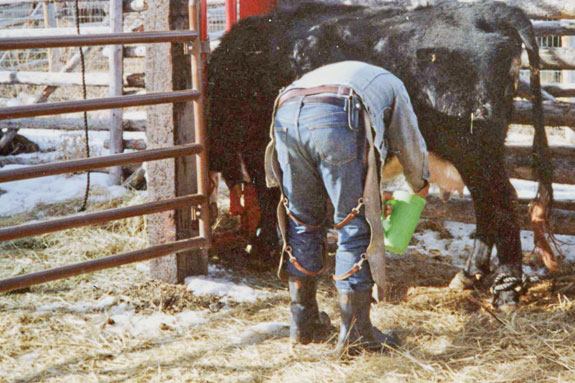 Milking a cow by hand