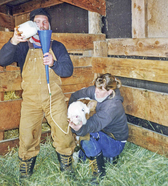 Feeding colostrum to a calf with a hose