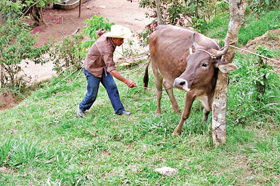 Honduran approaching cow tied to a tree