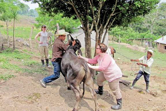 Jessica Lilley stabilizes a cow with a villager to show vaccination protocols