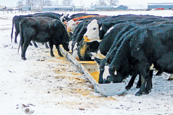 Cattle at a trough in the snow.