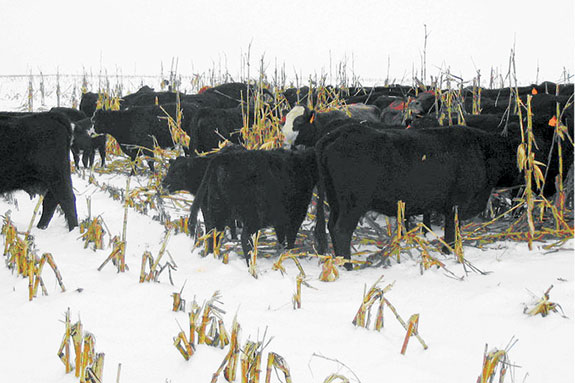 Cattle browsing corn stover