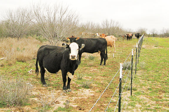 Cattle beside a fenceline