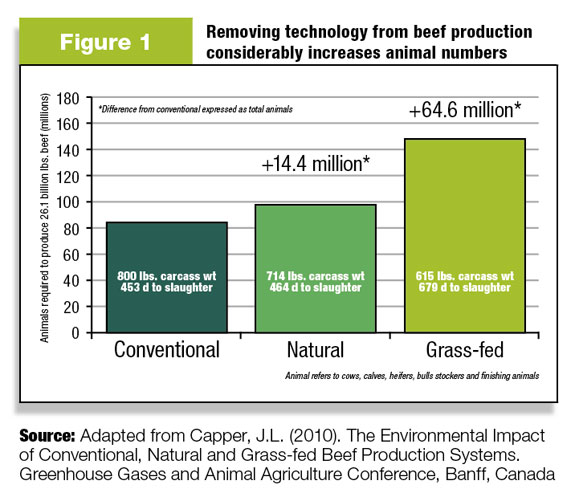 Removing technology from beef production increases animal numbers