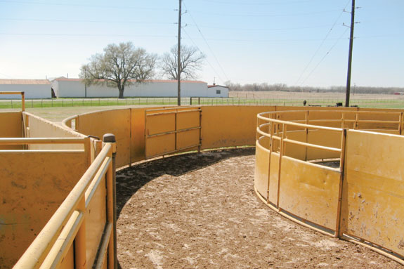 Tub leading into the crowding alley on one of the Texas A&M beef cattle farms.